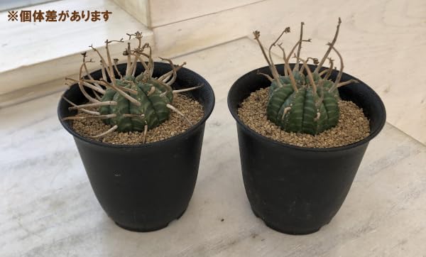 Amazon｜ユーフォルビア：バリダ 3号[多肉植物][厳選株]｜観葉植物